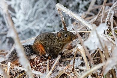 售价公布！KRAFTON举办inZOI（云族裔）全球线上发布会